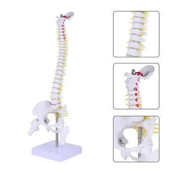 Модел Анатомия на гръбначния стълб Човешки анатомични гръбначни тренировъчни модели Опашна кост Прешлени Лумбална практика Научна колона